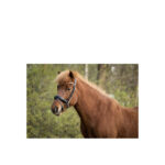BR Islandic Bridle Barnet - Image 4