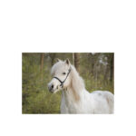 BR Islandic Bridle Bourne - Image 3