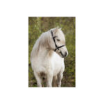 BR Islandic Bridle Bourne - Image 4