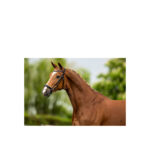 BR Bridle Hereford - Image 2