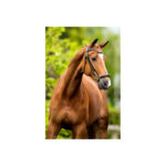 BR Bridle Hereford - Image 3