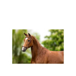 BR Bridle Thurnham training noseband - Image 2