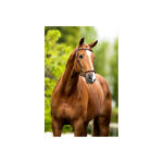 BR Bridle Thurnham training noseband - Image 3