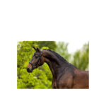 BR Bridle Stanley - Image 3