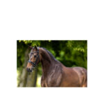 BR Weymouth Bridle Wendover - Image 2