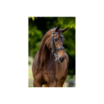 BR Weymouth Bridle Wendover - Image 3