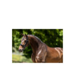 BR Weymouth Bridle Keswick - Image 2