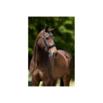 BR Weymouth Bridle Keswick - Image 3