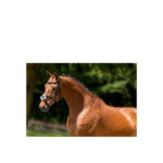 BR Grackle Bridle Grantham - Image 2