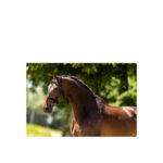 BR Hunter Bridle Kempston - Image 2