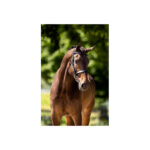 BR Hunter Bridle Kempston - Image 3