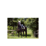 BR Event Tendon Boots - Image 26