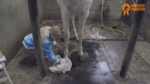 Paardenpraat TV Hoof Shine Oil - Image 2
