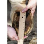 HKM Hoof boot - Image 5