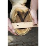 HKM Hoof boot - Image 4
