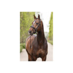 ANKY® Bridle - Image 2