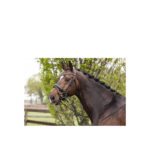 ANKY® Bridle - Image 3