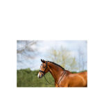 ANKY® Bridle - Image 8