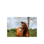 ANKY® Bridle - Image 7