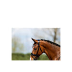 ANKY® Bridle - Image 6