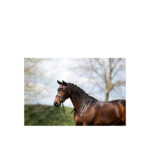 ANKY® Bridle - Image 5