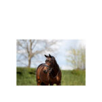 ANKY® Bridle - Image 3