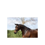 ANKY® Bridle - Image 5