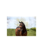 ANKY® Bridle - Image 4