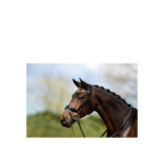 ANKY® Bridle - Image 3