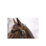 ANKY® Halter and Lead - Image 5