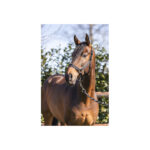 ANKY® Grooming Halter - Image 2