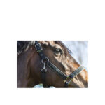 ANKY® Grooming Halter - Image 3