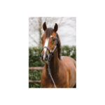 ANKY® halter and Lead stones - Image 2