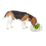 AFP Interactives - Food Maze - Image 2