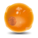 AFP Zen Pet-Anti Anxiety Speaking ball - Image 2