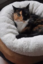 AFP Lambswool - Donut Bed Beige - Image 2