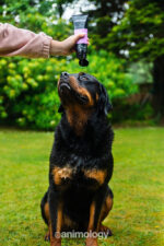 Animology Flea & Tick Dog Shampoo 250 ml - Image 3