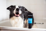 Animology Hair Of The Dog Anti-Tangle Dog Shampoo 250 ml - Image 3