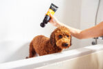 Animology Curly Coat Dog Shampoo 250 ml - Image 2
