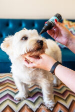 Animology Tear Stain Remover 100 ml - Image 2