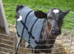 Bodyguard Calf Summer Blanket - Image 4