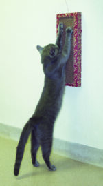 Cat Wall Scratcher - Image 2