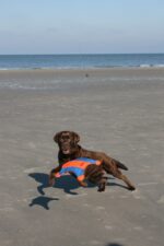 Chuckit! Flying Squirrel M - Image 5