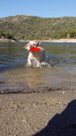 Chuckit! Amphibious Bumper S - Image 3