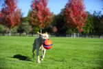 Chuckit! Kick Fetch Dog L - Image 6