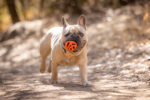 Chuckit! Air Fetch Ball M - Image 3