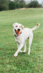 Chuckit! Air Fetch Ball M - Image 4