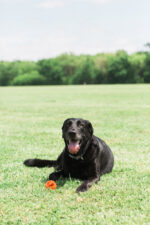 Chuckit! Air Fetch Ball M - Image 5