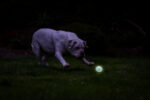 Chuckit! Air Glow Fetch Ball M - Image 5