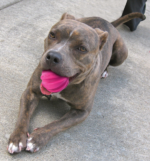 Dog Comets Halley Pink - Image 2